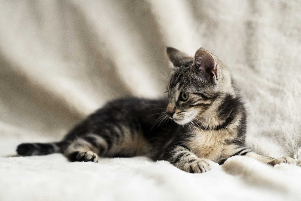 Mam 3 miesiące i szukam domu niewychodzącego - cała Polska
