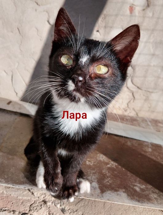 Кошенята в добрі руки