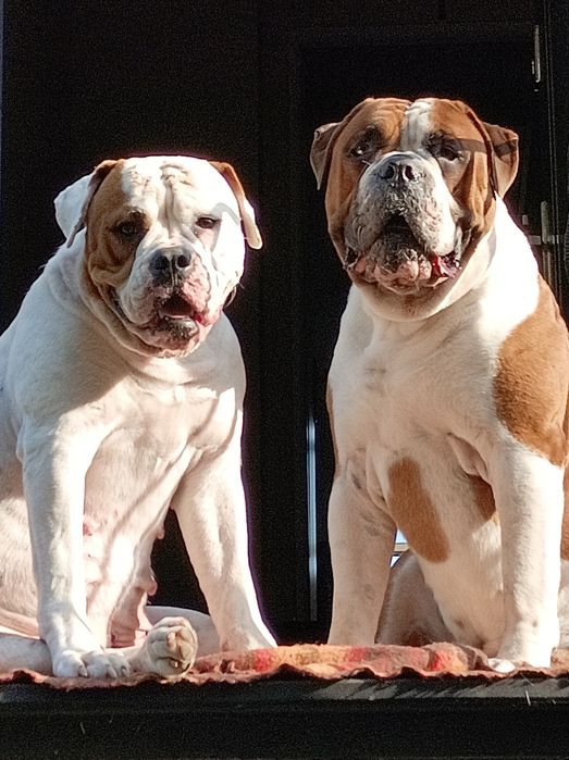 Buldog Amerykański (American bulldog)suczka