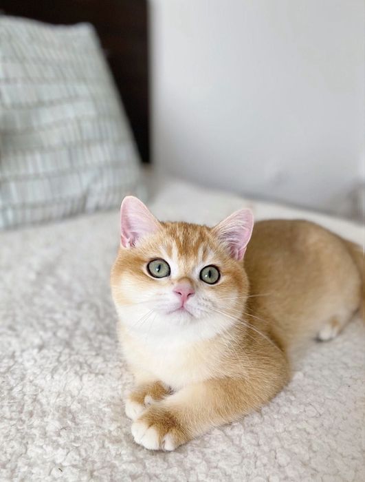 Gato British shorthair