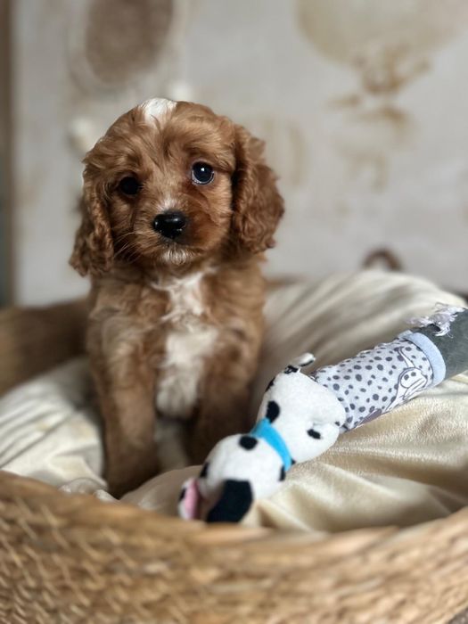 Piękny chłopak Cavapoo