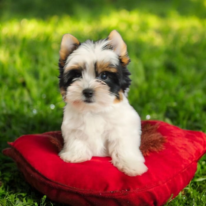 Biewer Yorkshire terrier piesek