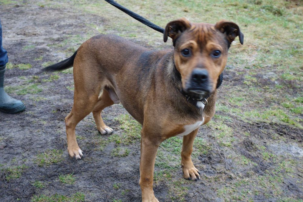 Boston czeka na fajny domek