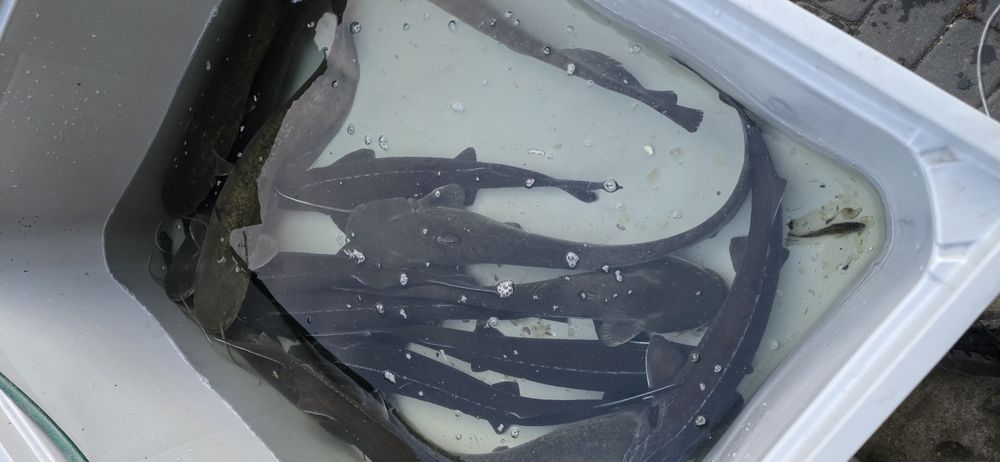 Jesiotr,  Sum, Amur, Karp  ryby do stawu