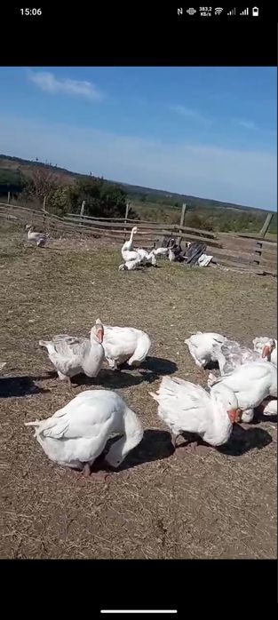 Продам гусей холмогори