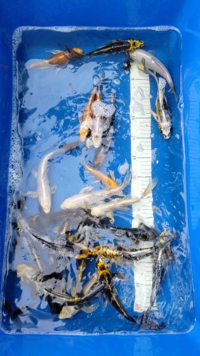 Karpie koi Butterfly Longfin 15-25 cm
