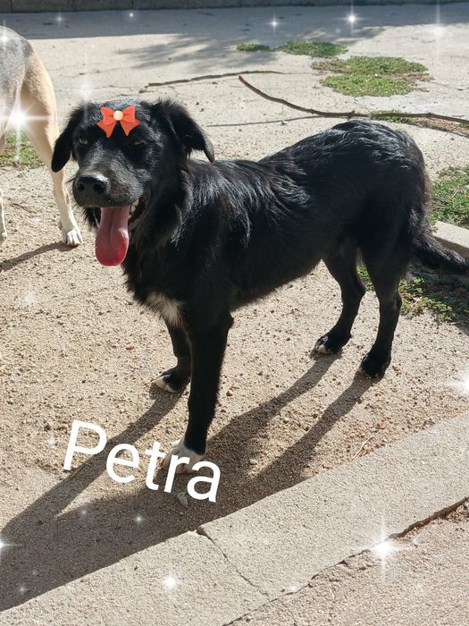 Petra para adoção muito responsável