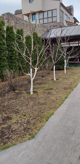 Обрізка плодових дерев кущів.