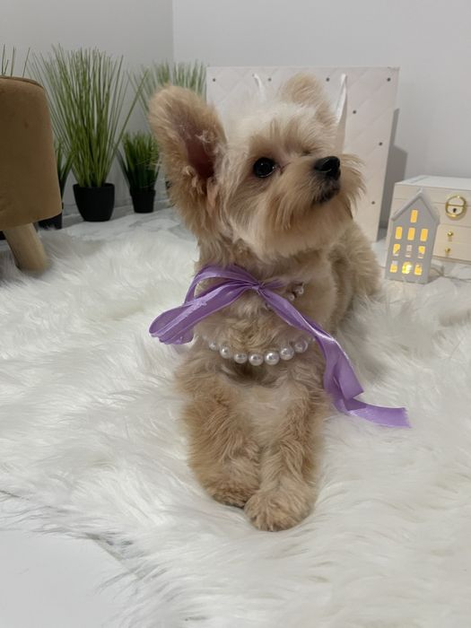 Помапу  краса, ніжність і любов в одному