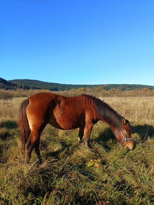 Klacz huculska 4 letnia