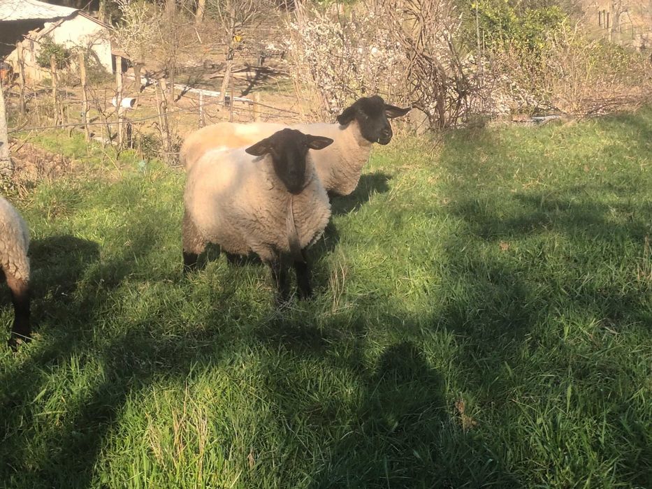 Vendo Borrego macho Suffolk