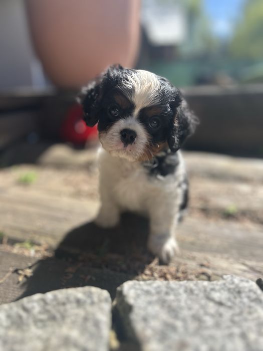 Cavalier king charles spaniel