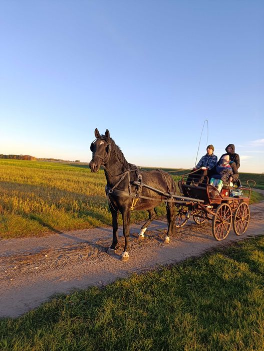Sprzedam karą klacz