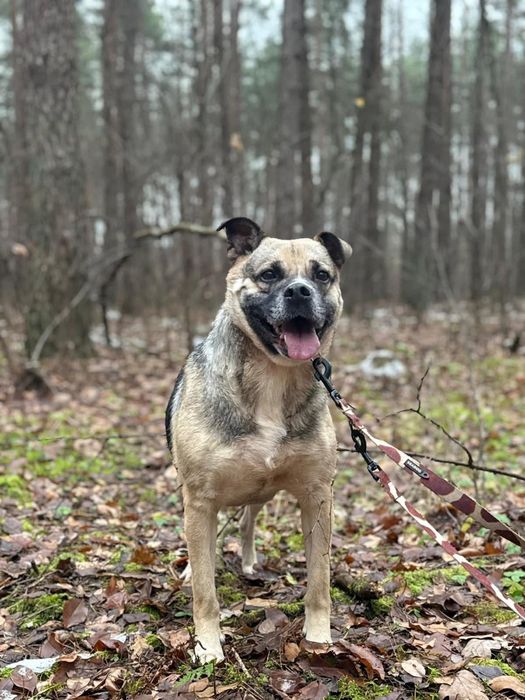 Kochana Czacza błaga o dom!