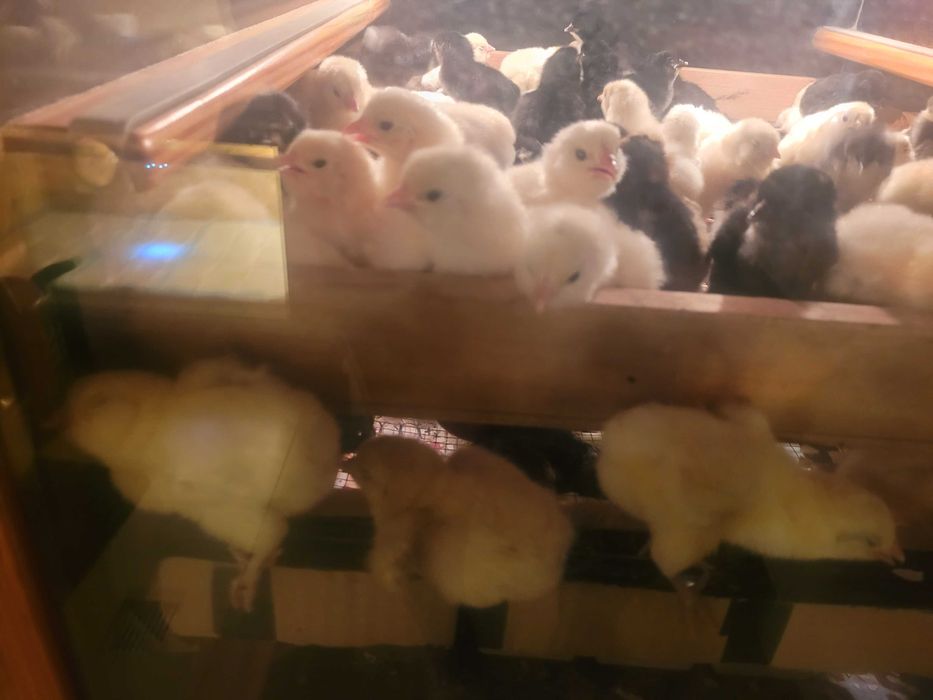 Pisklaki marans araukana silka i inne rasy ozdobne