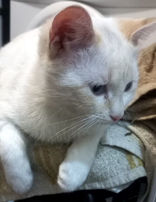 Віддам котика в добрі руки