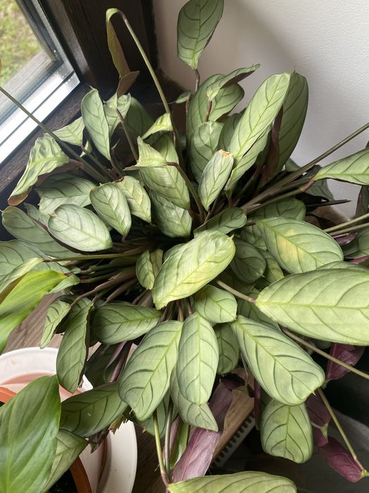 Калатея ктенанте