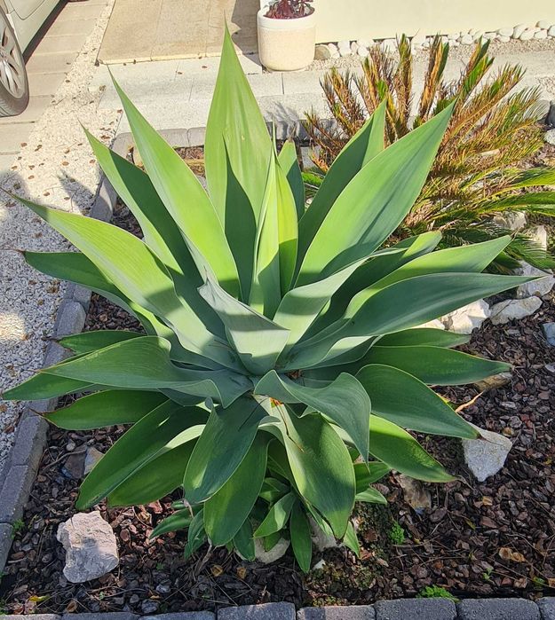 Agave - Planta ornamental de jardim