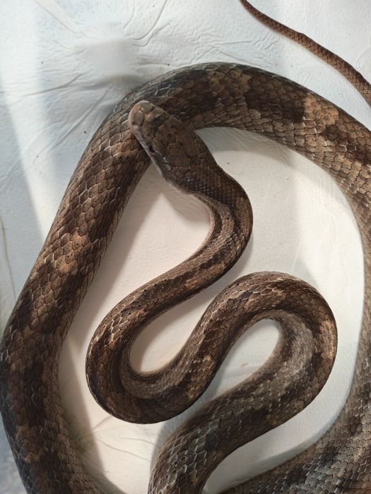 Rat Snake samiec unikat promocja tylko do końca czerwca