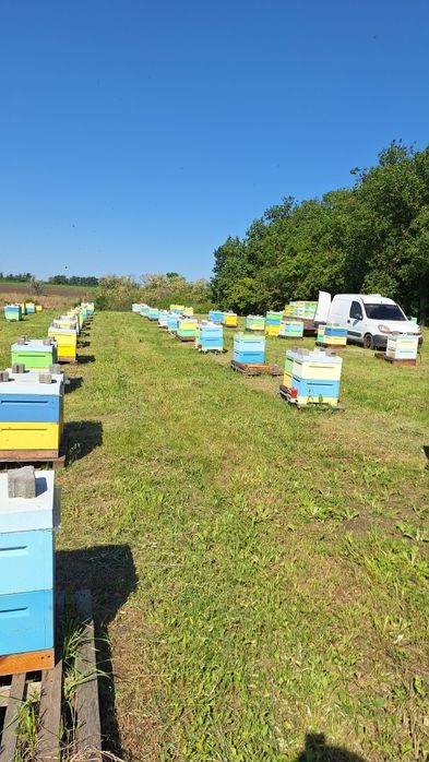 Воск бджолиний натуральний віск