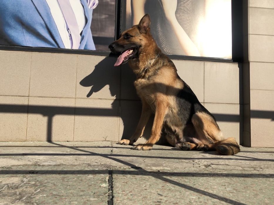 Немецкая овчарка