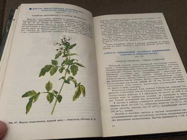 Дикорастущие растения и грибы в медицине и кулинарии