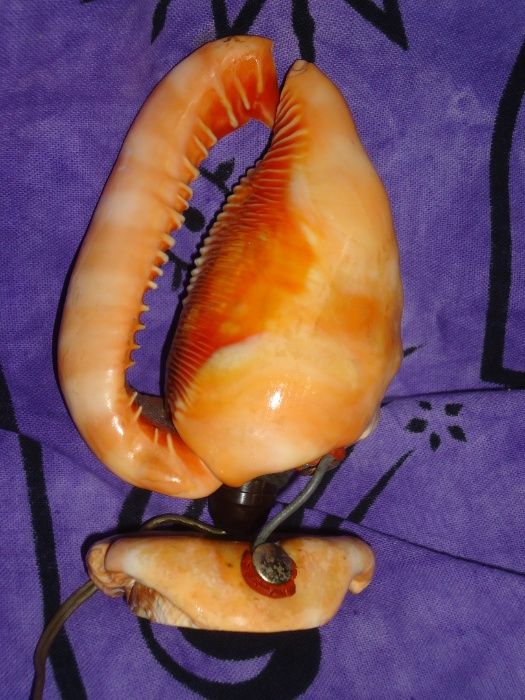 Candeeiro Búzio Natural