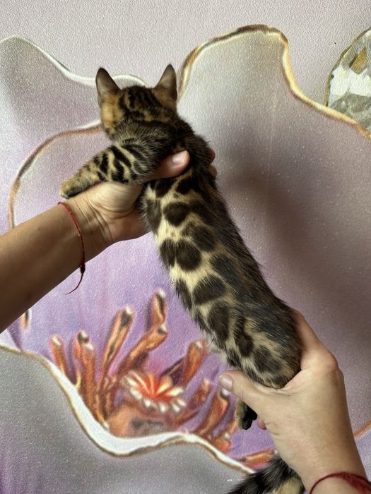 Бенгальские котята
