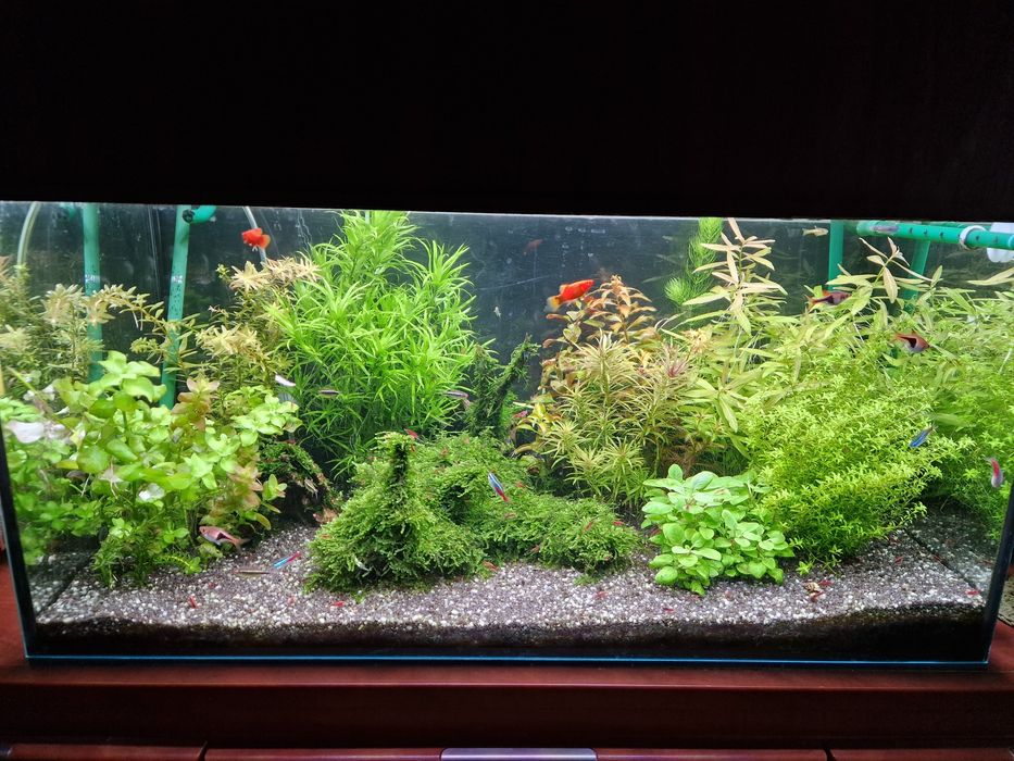 Akwarium 128L z pokrywą CENA ZA CAŁOŚĆ!!!