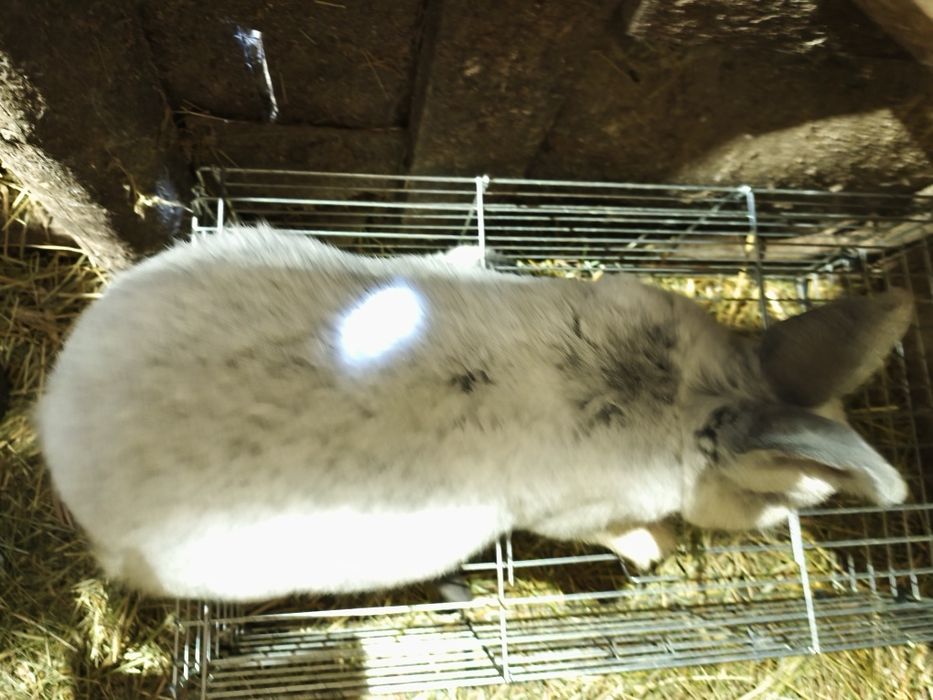 samczyk Wielki Jasno srebrzysty