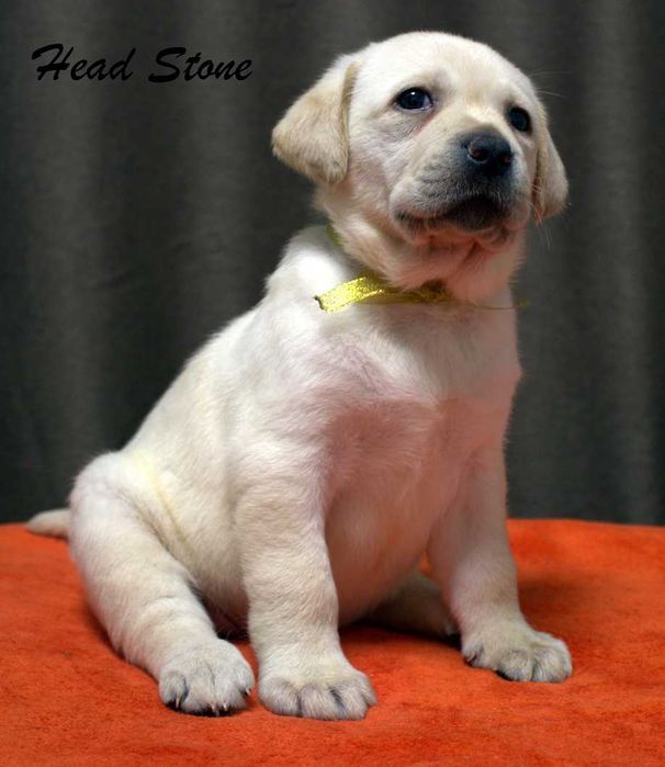 Документы КСУ-FCI Лабрадор ретривер. Питомник