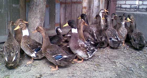 Инкубационное яйцо микс утки (украина)