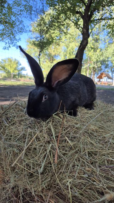 Продам кролика хлопчика