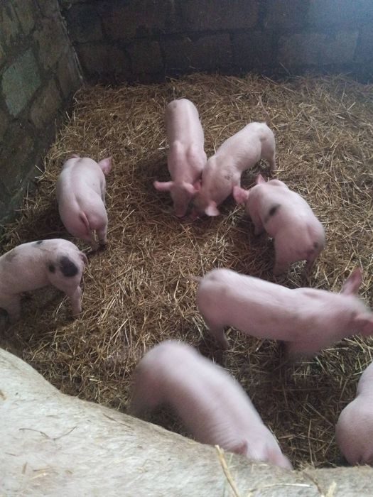 поросята  петрен