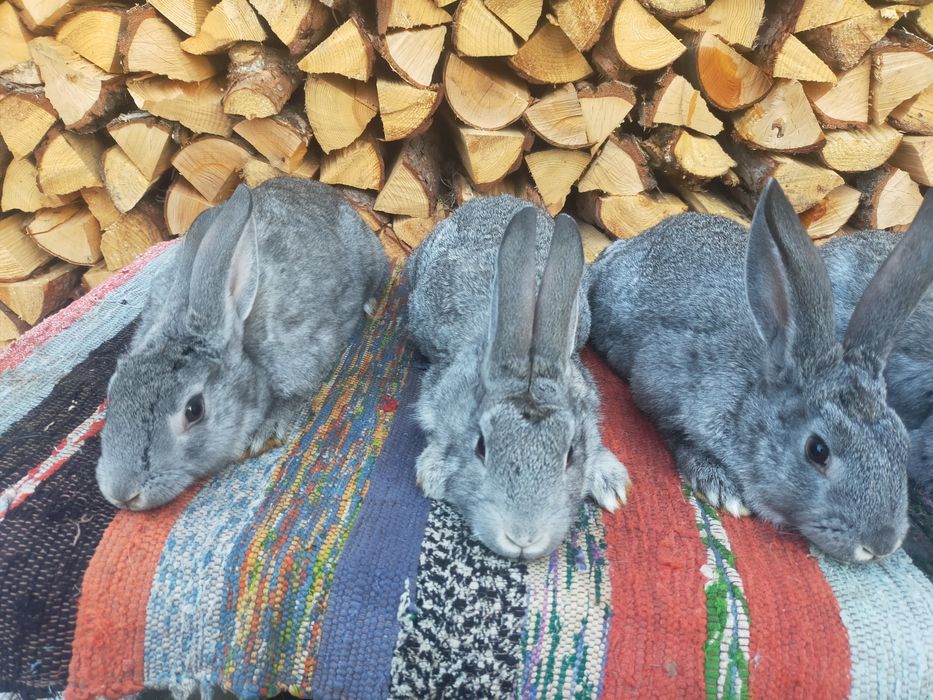 Кролі шиншила та строкачі