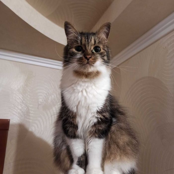 Віддам в добрі руки кота