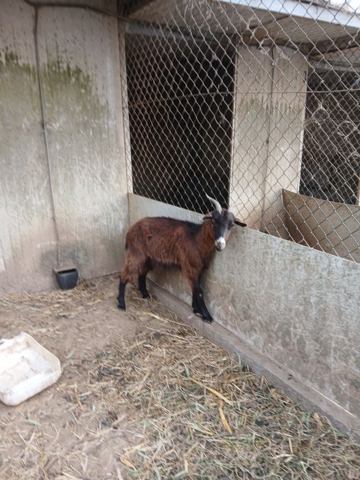 6 cabras femeas e 1 macho com cerca de 1 ano