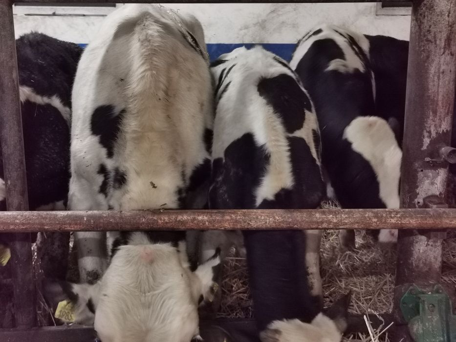 Byczki odsadki jedno stado