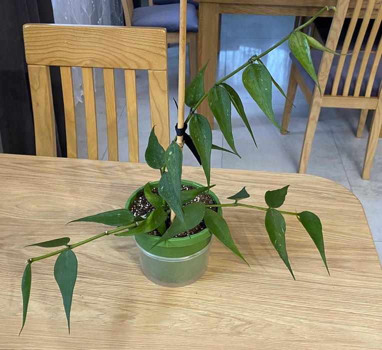 Hoya Polyneura Vietnam ze zdjęcia, kwitnie