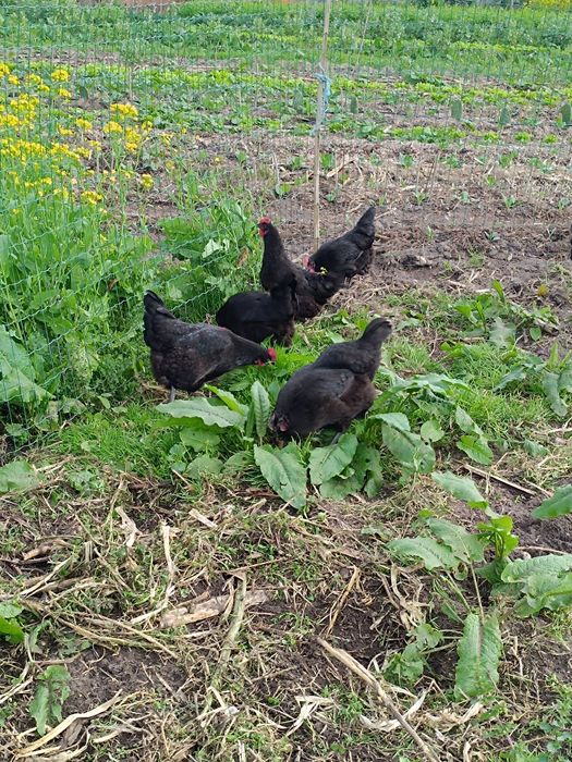 Ovos galados, galinha preta lusitânica