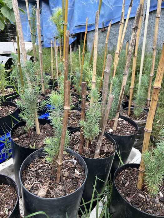 Packaged Stone Pine Trees