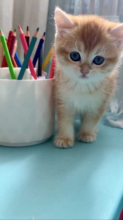 Золота шиншила , шотландці