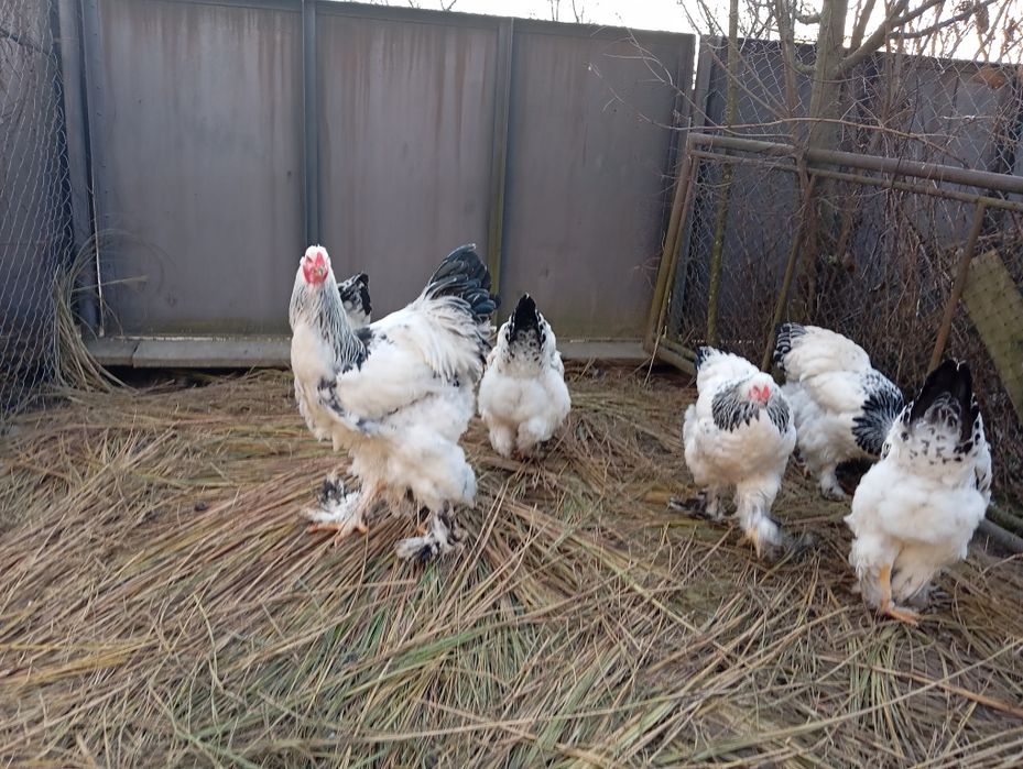 Продається сім'я світлої брами