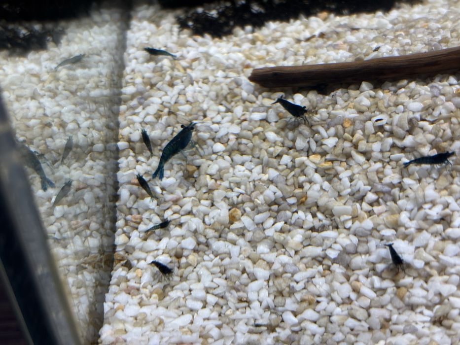 Krewetki neocaridina blue velvet