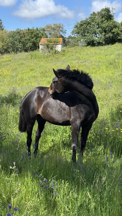 Éguas puro sangue lusitano