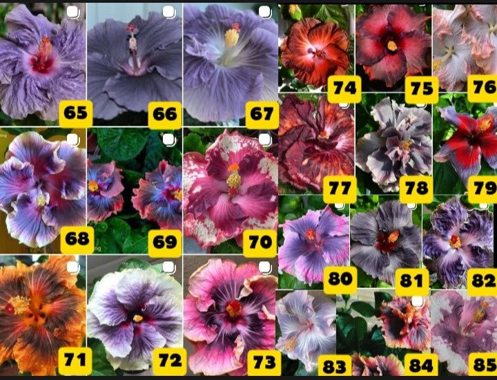 ГІБІСКУС  відростки