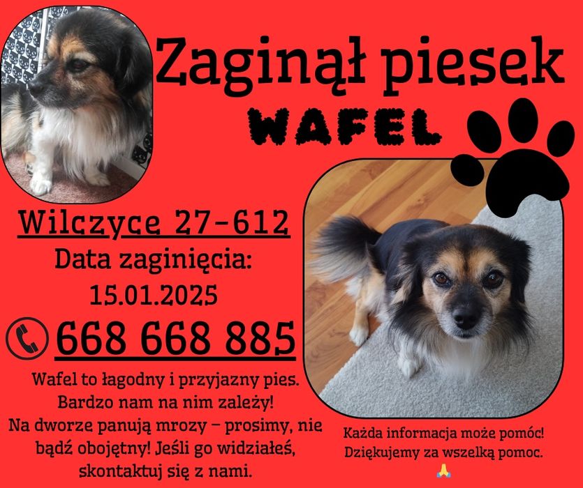 Zaginął piesek Wafel