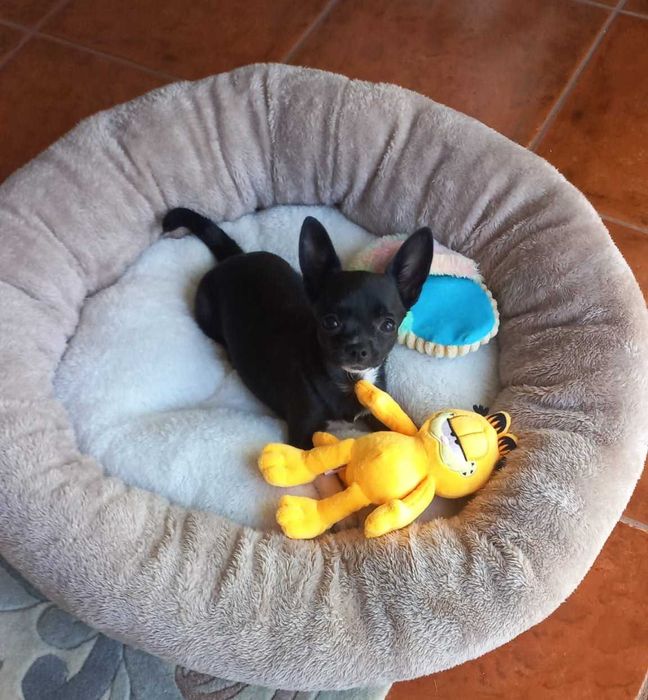 Chihuahua Miniatura