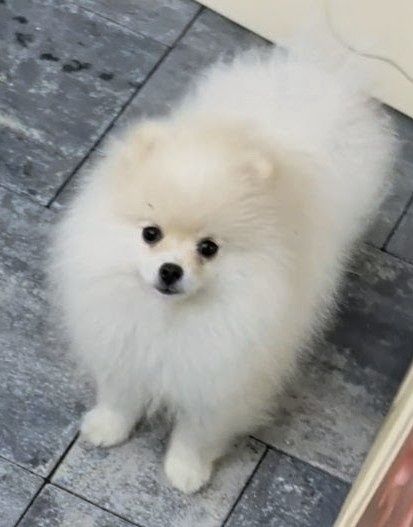 Szpic miniaturowy -pomeranian