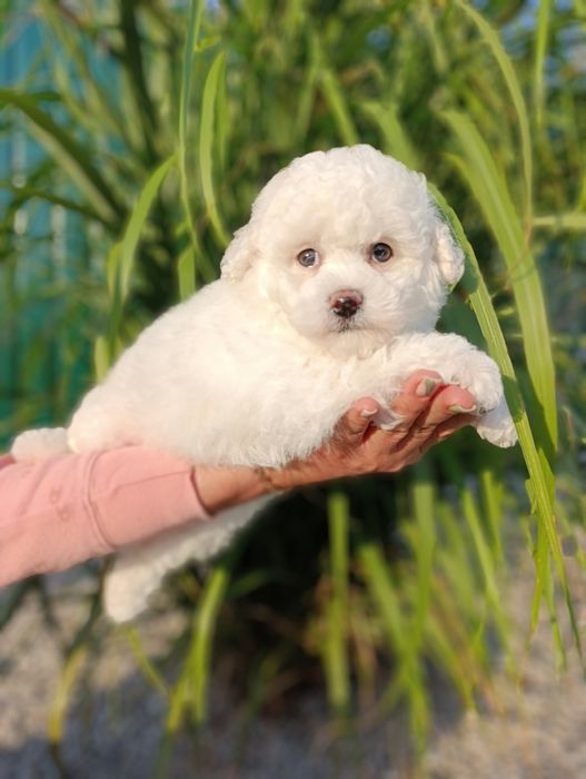 Бишон фризе!! Девочка!!